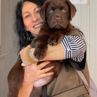 Cuccioli di Labrador Retriever Chocolate 60 gg