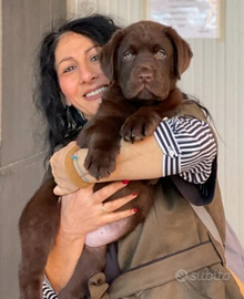 Cuccioli di Labrador Retriever Chocolate 60 gg