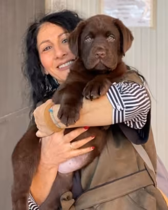 Cuccioli di Labrador Retriever Chocolate 60 gg