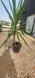 Pianta Yucca