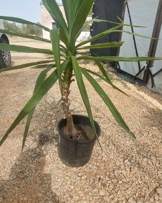 Pianta Yucca