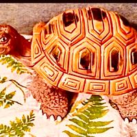 Grande tartaruga in ceramica smaltata