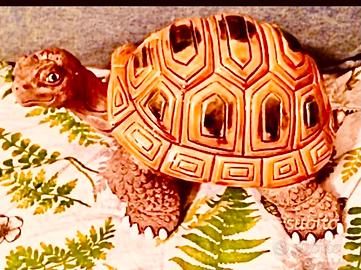 Grande tartaruga in ceramica smaltata