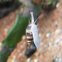 Anentome helena