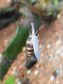Anentome helena