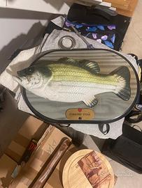 Pesce da muro o come soprammobile cantante