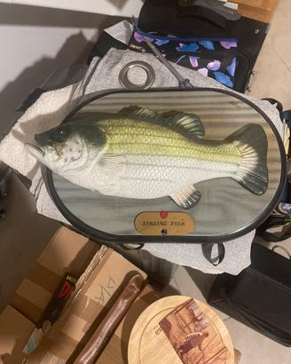 Pesce da muro o come soprammobile cantante