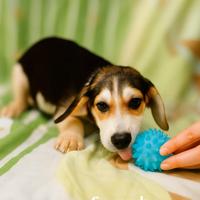 Adozione cane