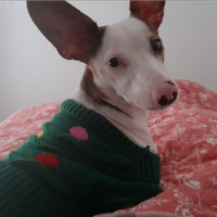 Cuccioli pincer prenotazione