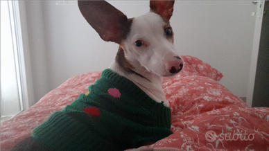 Cuccioli pincer prenotazione