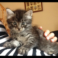 Gatto siberiano