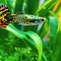 Guppy d'acqua dolce