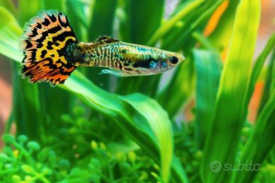 Guppy d'acqua dolce