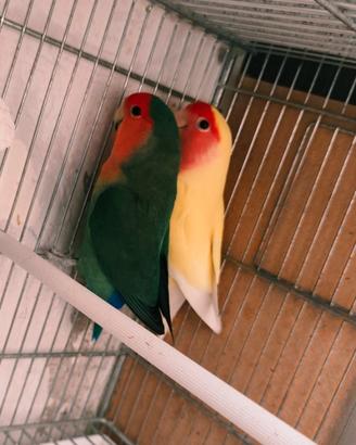Pappagalli inseparabili