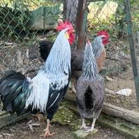 Livornese Collo Argento