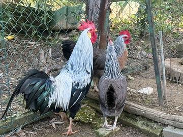 Livornese Collo Argento