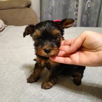 Yorkshire Terrier di taglia toy