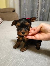 Yorkshire Terrier di taglia toy