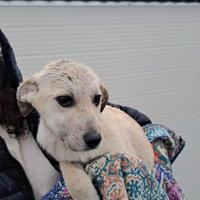 Cucciola 3 mesi occhi spaccanti