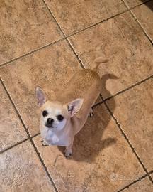 Chihuahua sterilizzata