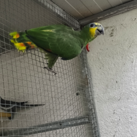 Pappagallo amazona amazonica