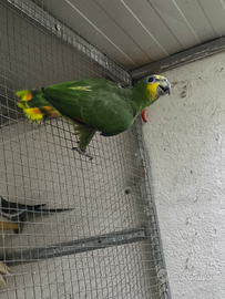 Pappagallo amazona amazonica