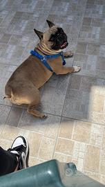 Bulldog francese