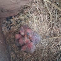 Inseparabili allevati a mano