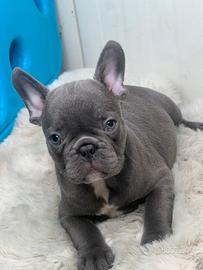 Bulldog francese
