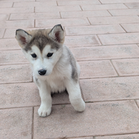 Husky cucciolo