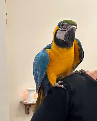 Ara Ararauna + gabbia - CITES originale