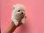 Immagine 3