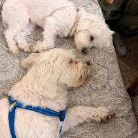 Maltese per maltesina per monta