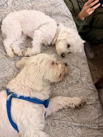 Maltese per maltesina per monta