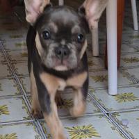 Bull dog Francese