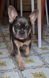Bull dog Francese