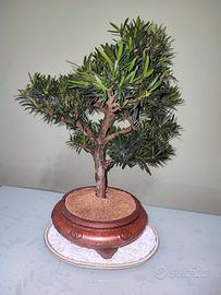 BONSAI