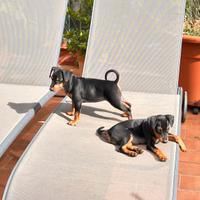 Pinscher nano