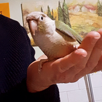 Pappagalli addomesticati da compagnia