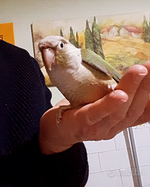 Pappagalli addomesticati da compagnia