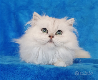 Femminuccia british longhair black shaded con pedi