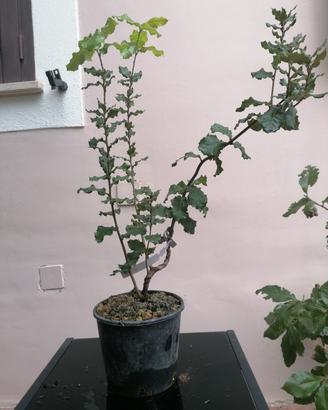 Quercia Spinosa