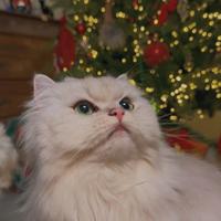 British Longhair Silver Shaded