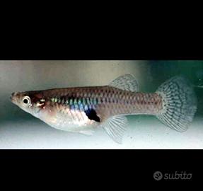 pesci gambusia 