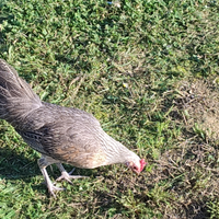 Galline