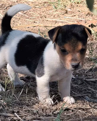 Jack Russel I Cuccioli