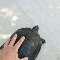 Tartarughe pseudemys concinna