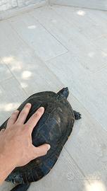 Tartarughe pseudemys concinna