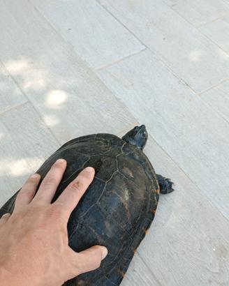 Tartarughe pseudemys concinna