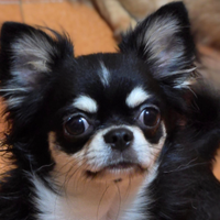 Chihuahua maschietto pelo lungo